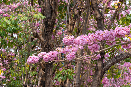 Beautiful Tabebuia rosea trees or Pink trumpet trees are in bloom along the road in Chiang Mai, Thailand. Romantic background scene. Selective focus.の写真素材