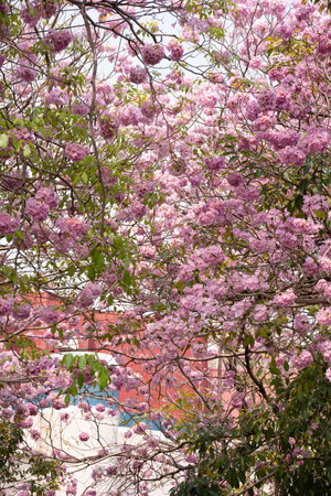 Beautiful Tabebuia rosea trees or Pink trumpet trees are in bloom along the road in Chiang Mai, Thailand. Romantic background scene. Selective focus.の写真素材