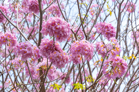 Close up of Pink Trumpet (Tabebuia rosea) flower in bloom along the road in Chiang Mai, Thailand. Romantic background scene. Selective focus.の写真素材