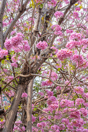 Beautiful Tabebuia rosea trees or Pink trumpet trees are in bloom along the road in Chiang Mai, Thailand. Romantic background scene. Selective focus.の写真素材