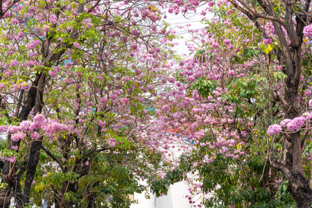 Beautiful Tabebuia rosea trees or Pink trumpet trees are in bloom along the road in Chiang Mai, Thailand. Romantic background scene. Selective focus.の写真素材