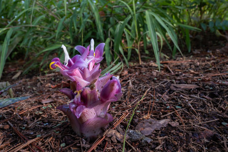 Curcuma ecomata Craib Beautiful Flower in Nature, is Endemic Plant North Thailand. Suthep Siamese flowers or krachiao suthep are blooming from the ground in Doi Suthep-Pui National Park, Thailand.の写真素材