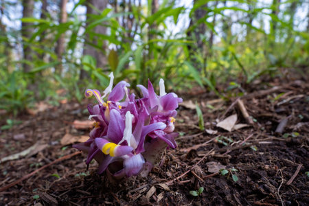 Curcuma ecomata Craib Beautiful Flower in Nature, is Endemic Plant North Thailand. Suthep Siamese...