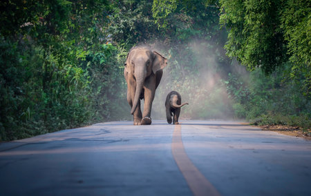 Wild mother elephant and baby elephant from the deep jungle come out to walking on road, Thailand. Family wild elephant walking and crossing the paved road, relationship between mother and babyの写真素材