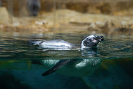 Cheerful penguins having fun in the water at Chiang Mai Zoo, Thailand. Penguins in the zoo.の写真素材