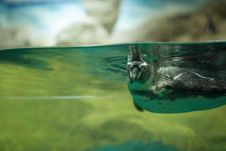 Cheerful penguins having fun in the water at Chiang Mai Zoo, Thailand. Penguins in the zoo.の写真素材