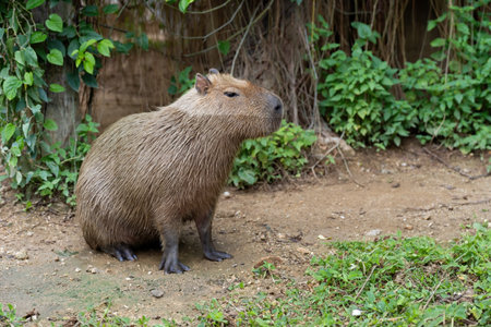 Capybara (Hydrochoerus hydrochaeris) resting  in the zoo, The biggest mouse around the world, it animal rodent is big sizeの写真素材