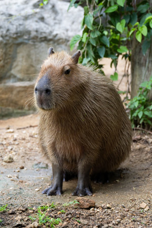 Capybara (Hydrochoerus hydrochaeris) resting  in the zoo, The biggest mouse around the world, it animal rodent is big sizeの写真素材