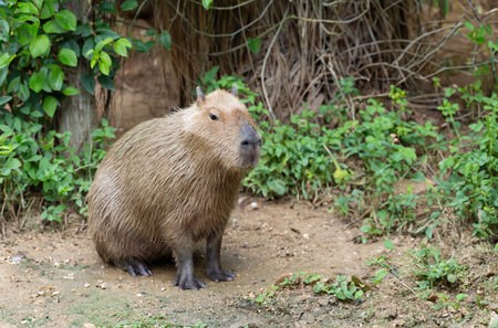 Capybara (Hydrochoerus hydrochaeris) resting  in the zoo, The biggest mouse around the world, it animal rodent is big sizeの写真素材