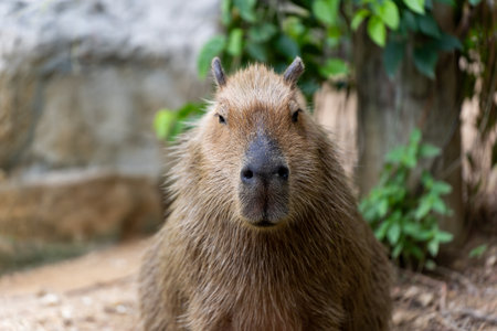 Capybara (Hydrochoerus hydrochaeris) resting  in the zoo, The biggest mouse around the world, it animal rodent is big sizeの写真素材