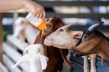 Tourists feeding milk to goats, A little goat drinks milk from a baby bottle. Thai women give milk to a goat in front corralの写真素材