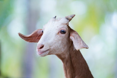 Close-up portrait of the head of a goat looking at the camera. Brown Goat With White Head Looking Upの写真素材