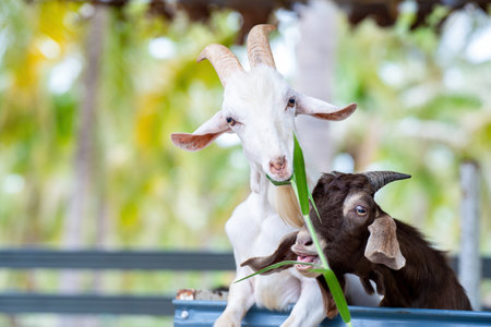 Close up goat chewing grass in outdoor cattle corral of wildlife natural.  Livestock concept. farm concept farm conceptの写真素材