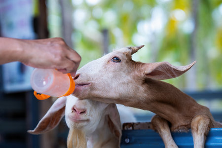 Tourists feeding milk to goats, A little goat drinks milk from a baby bottle. Thai women give milk to a goat in front corralの写真素材