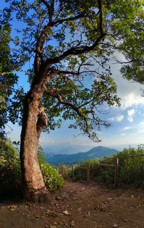 Mountain landscape with hiking trail and view of beautiful forest, Mountain path, Hiking trail through forested peaks, Trial to the peak in high Mountains at Doi Pui Co, Thailandの写真素材