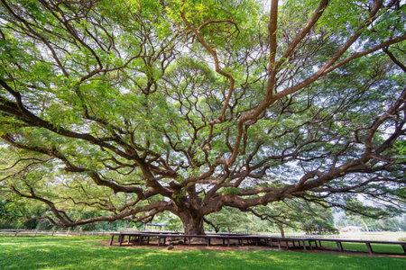 Close-up view of the old and big tree. Big Rain tree .Large Tree with Blue Sky, Tropical treeの写真素材