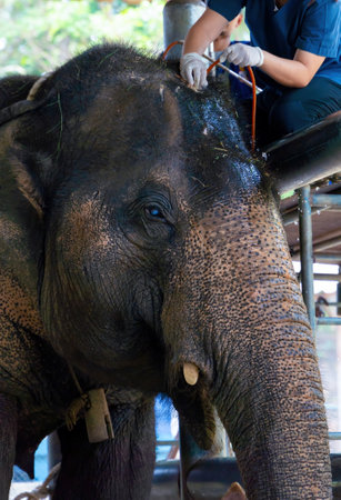 Healing Elephant. Veterinarian woman hands with rubber gloves using plastic suction hoses aspirating pus from a wound on head from an accident in the veterinary hospital. keeping an Asian elephantの写真素材