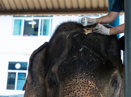 Healing Elephant. Veterinarian woman hands with rubber gloves using plastic suction hoses aspirating pus from a wound on head from an accident in the veterinary hospital. keeping an Asian elephantの写真素材