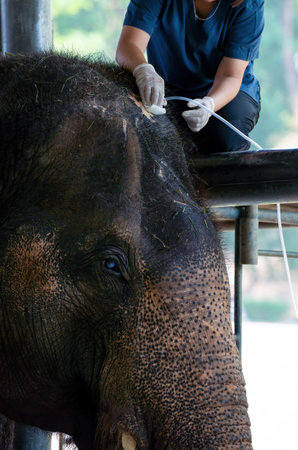 Healing Elephant. Veterinarian woman hands with rubber gloves using plastic suction hoses aspirating pus from a wound on head from an accident in the veterinary hospital. keeping an Asian elephantの写真素材