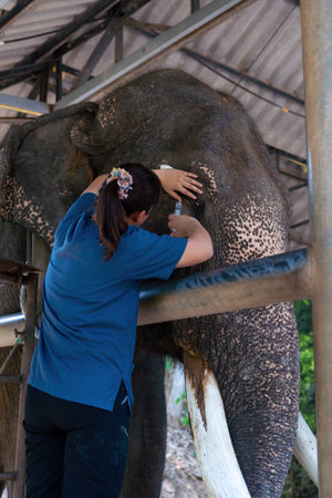 Healing Elephant. Veterinarian woman hands using a syringe to treat an elephant's inflamed eye in the veterinary hospital. keeping an Asian elephant. Veterinarian treating the elephant in Chiang maiの写真素材
