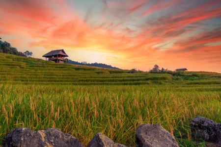 Scenery of golden rice fields of rice field landscape with sunset. Located Pa Bong Piang coordinates, Chiang Mai. Beautiful Sunset on terraced rice field in harvest season. Rice field at sunsetの写真素材