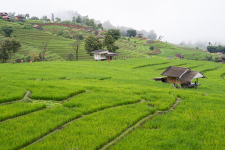 Morning cloud fog or mist over the agriculture field. Misty in Terraced rice field, Pa Bong Piang Rice Terraces in Chiang Mai, Thailand. White mist in the rice fieldsの写真素材