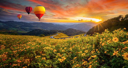 Hot air balloons flying over Tung Bua Tong Mexican sunflower forest park at sunset sky, Mae Hong Son Province Thailand. Colorful Air Balloon over blooming Yellow Flower Field Landscape evening timeの写真素材