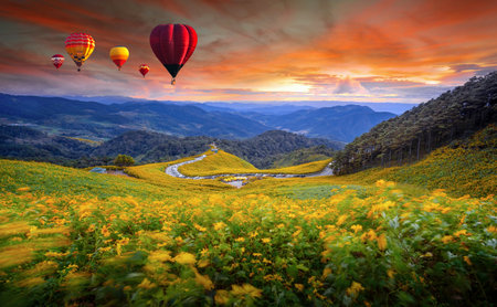 Hot air balloons flying over Tung Bua Tong Mexican sunflower forest park at sunset sky, Mae Hong Son Province Thailand. Colorful Air Balloon over blooming Yellow Flower Field Landscape evening timeの写真素材