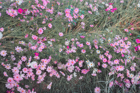 Vintage photo of flower in the garden with retro filter effect style for soft background. Abstract...