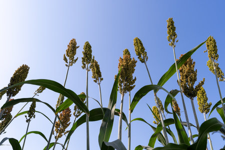 Sorghum Plantation industry. Field of Sweet Sorghum stalk and seeds. Millet field. Agriculture field of sorghum, Healthy nutrients. cultivation millet fields. Biofuel and new boom Food.の写真素材