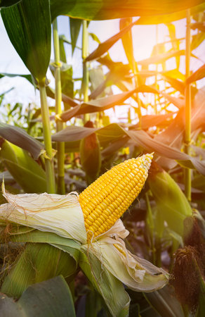 Ripe corn cobs in green cornfield and ready to harvest on sunlight at sunset close up with selective focus. Organic maize field or corn field. It safety corn to food for people.の写真素材