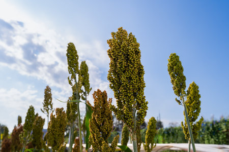 Sorghum Plantation industry. Field of Sweet Sorghum stalk and seeds. Millet field. Agriculture field of sorghum, Healthy nutrients. cultivation millet fields. Biofuel and new boom Food.の写真素材