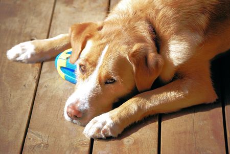 Please play with meの写真素材