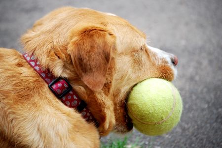 dog with football in her mouthの写真素材