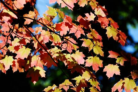 Colorful maple leaves in the autumn