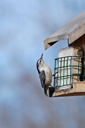 White-breasted Nuthatchの写真素材