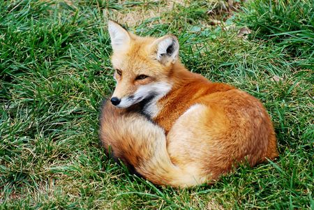 beautiful red fox resting in the grass