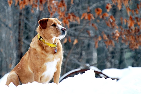 Alert dog on watch on a snowy winter dayの写真素材