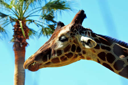 Giraffe head profile with palm tree against blue skyの写真素材