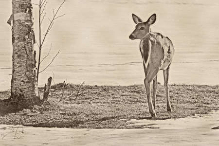 young deer at the edge of a frozen lakeの写真素材