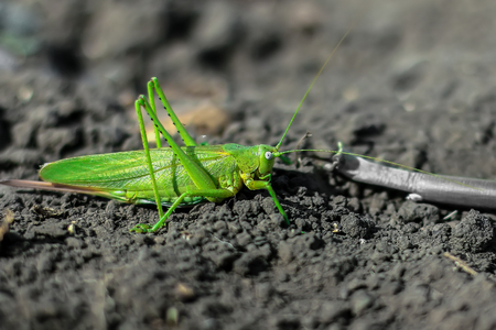 a green grasshopper sits on the ground. close-upの写真素材