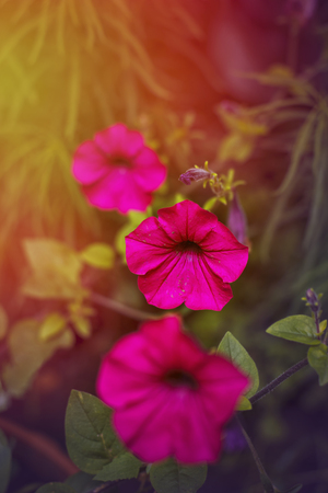 pink flower in the yellow sun. screensaver for the journal, green sheet backgroundの写真素材