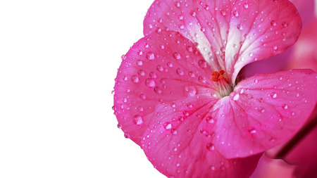 Pink geranium flower isolated on a white background. Drops of dew or water on the petals of a houseplant close-up. Copy spaceの写真素材