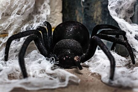 A huge black tarantula or spider is crawling on the floor. Scary Toy for Halloween.の写真素材