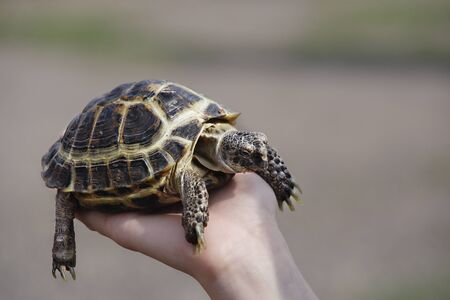 Land turtle on hand close up. The concept of human friendship with the animal world. Helping needy animals.の写真素材