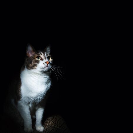 Portrait of a noble cat on a black background. Well maintained pet. Blank for the designer.