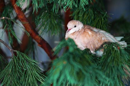 A white feathered bird sits on a spruce branch. Copy spaceの写真素材