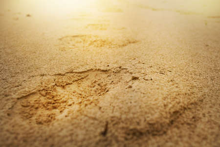 The footprint of a man on the sand in the sunlightの写真素材
