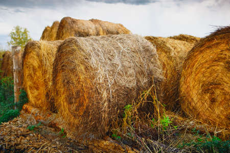 Hay bales close-up on a Sunny day. Harvesting of grain crops. Bright colorful background of...