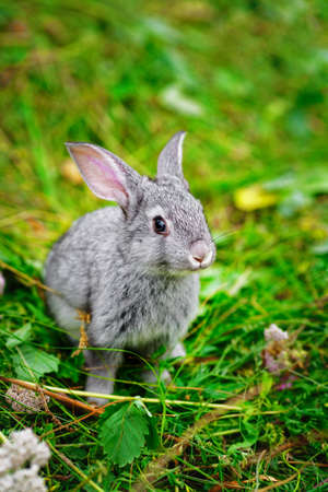 Lovely little bunny close-up for calendar or postcard. A small gray rabbit is sitting on the green grassの写真素材